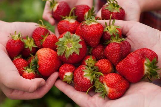 Fresh vs frozen strawberries