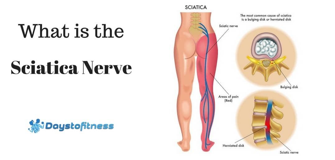 What is the Sciatic Nerve?